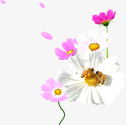春天粉白色漂浮花朵素材