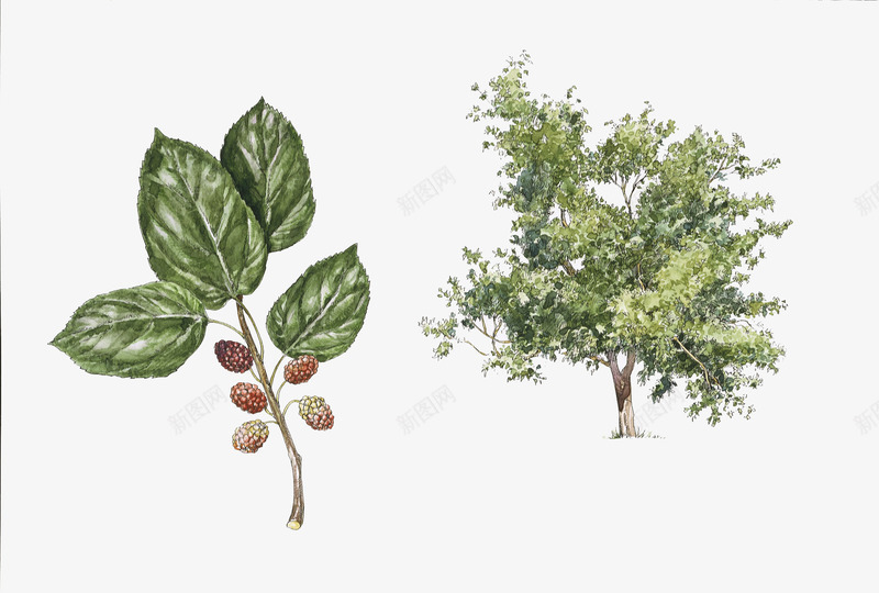 桑葚手绘png免抠素材_88icon https://88icon.com 叶子 树木 桑葚 桑葚叶 桑葚手绘 桑葚插画 植物 水果