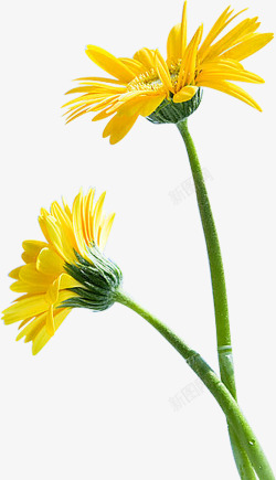 黄色花朵美景风光景色素材