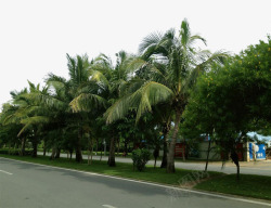三亚城市街道绿化景观素材