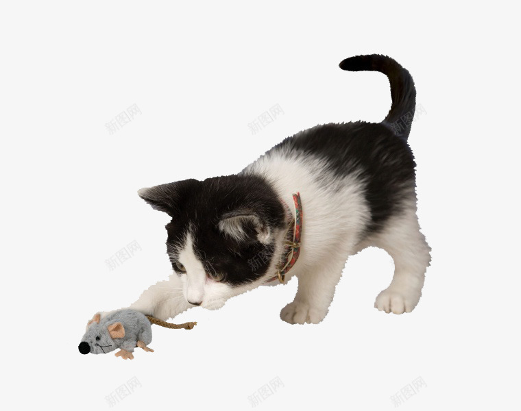 抓老鼠的小猫png免抠素材_88icon https://88icon.com 动物 可爱动物