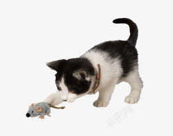 抓老鼠的小猫素材