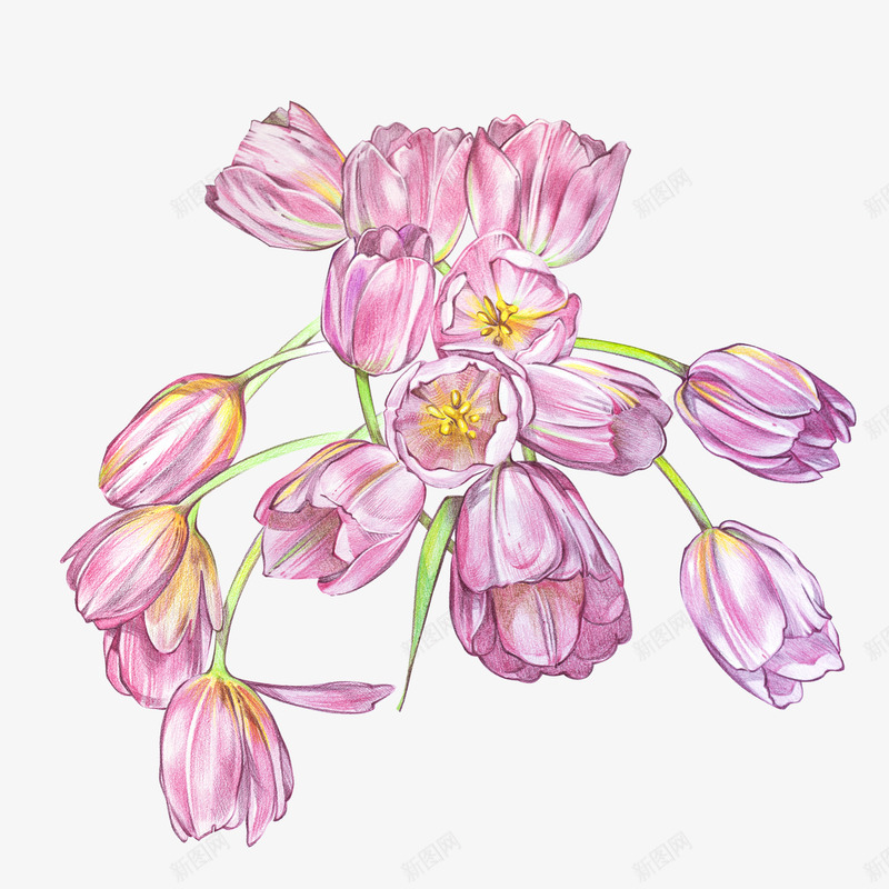 紫色鲜花手绘图案png免抠素材_88icon https://88icon.com 简图 紫色鲜花 美丽的 花卉 花朵 花束 装饰