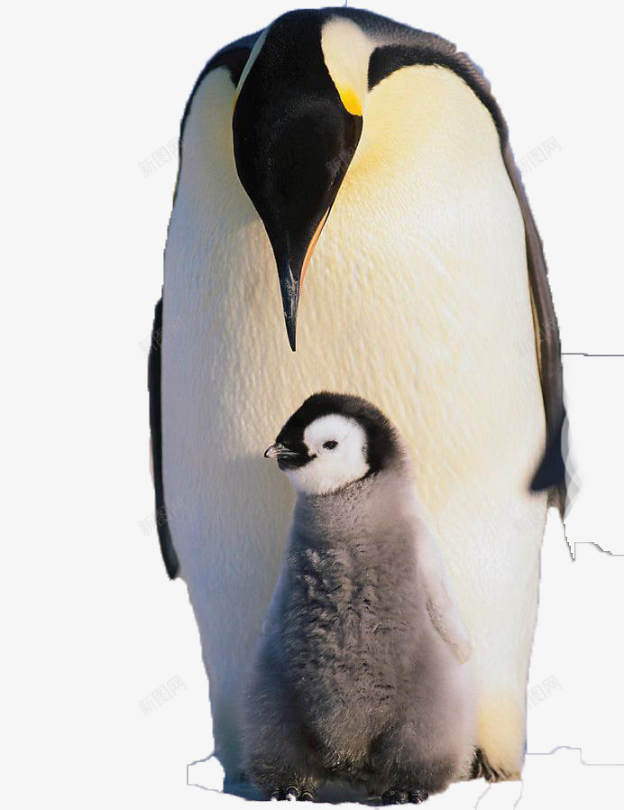 象征性企鹅家庭psd免抠素材_88icon https://88icon.com 企鹅 动物 南极 可爱 家庭 寒冷 母爱 父爱 白色