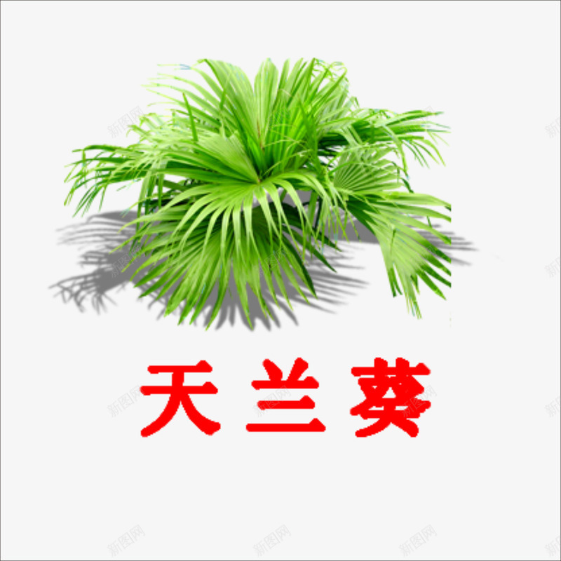 天兰葵png免抠素材_88icon https://88icon.com 小草 绿色植物