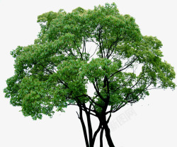 摄影绿色大树环境渲染素材