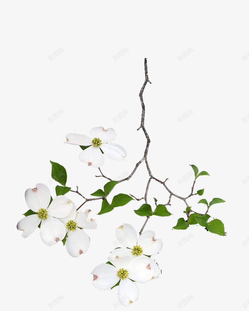 白色茱萸花png免抠素材_88icon https://88icon.com 树枝 清香 漂亮 白色 美丽 花朵 花瓣 茱萸 茱萸花