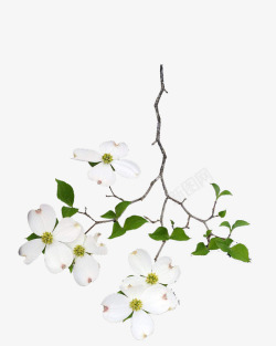 茱萸花白色茱萸花高清图片