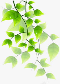 绿色藤蔓素材