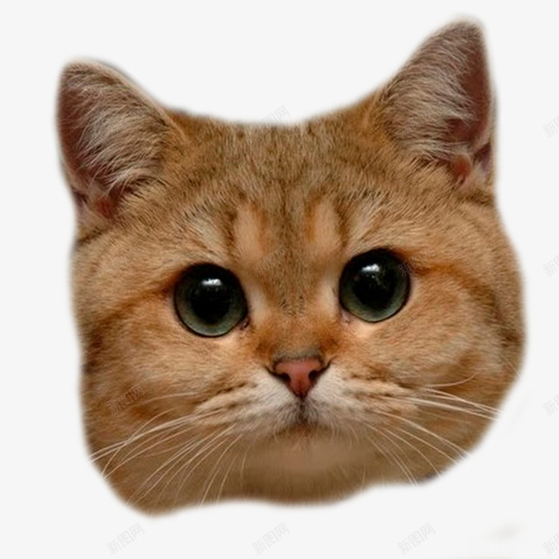 卡通可爱的猫头png免抠素材_88icon https://88icon.com 免抠图 动物 小猫 抠图 插画 猫头 装饰画