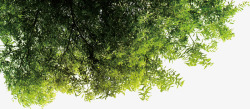 绿色清新大树装饰素材