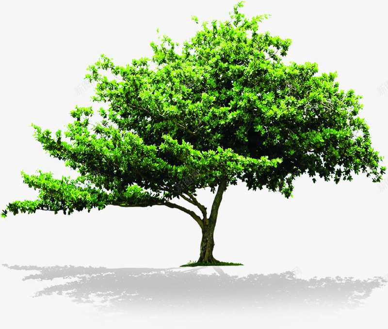 创意摄影合成效果绿色大树png免抠素材_88icon https://88icon.com 创意 合成 大树 摄影 效果 绿色