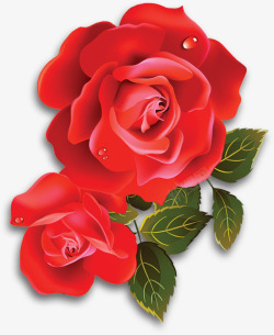 红色美丽水滴玫瑰花素材