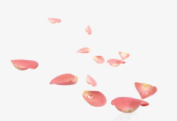 桃粉色漂浮花瓣水珠素材