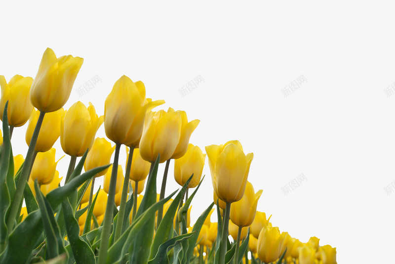 美丽的黄色郁金香花朵png免抠素材_88icon https://88icon.com 叶子 植物 简图 美丽的 花卉 花朵 花瓣 郁金香