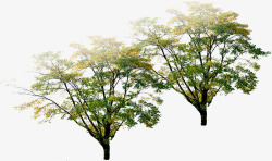 黄绿色大树小区景观素材