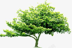 摄影绿色大树素材