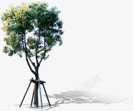 创意摄影合成效果在室外的大树png免抠素材_88icon https://88icon.com 创意 合成 大树 室外 摄影 效果