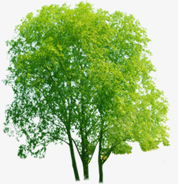创意合成绿色的大树效果造型png免抠素材_88icon https://88icon.com 创意 合成 大树 效果 绿色 造型