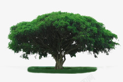 枝繁叶茂的树素材