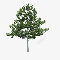 树透明绿色大树素材