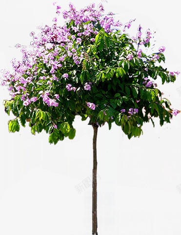 紫色花朵大树景观png免抠素材_88icon https://88icon.com 大树 景观 紫色 花朵