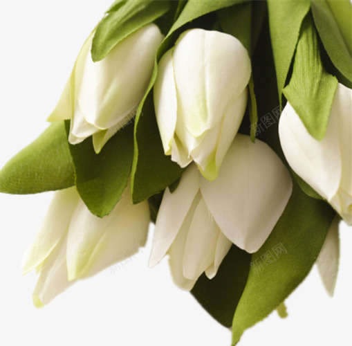 白色的郁金香png免抠素材_88icon https://88icon.com 一把白花 绿色叶子 美丽的花 花朵