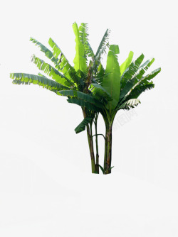 热带植物景观大树素材