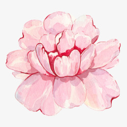 盛开的粉色花朵图素材
