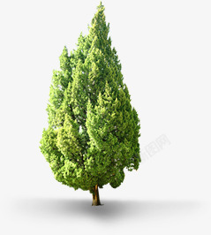 大自然清新绿色大树素材