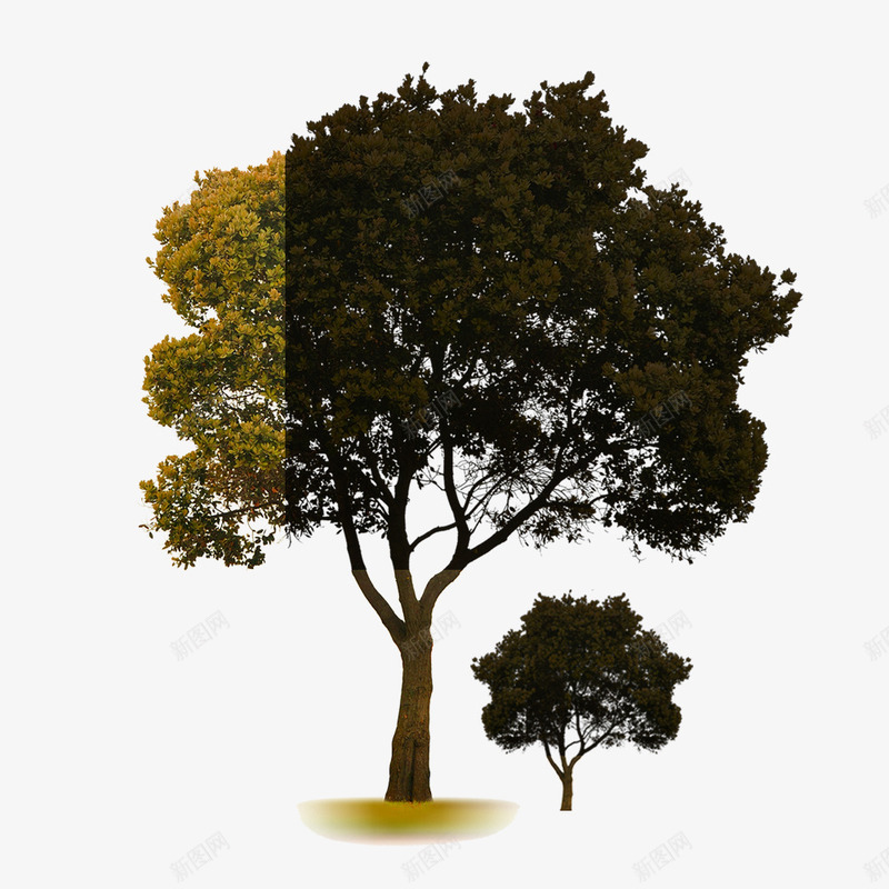阳光下的树psd免抠素材_88icon https://88icon.com 呵护 大树和小树 成长 成长过程 树 母子 母子树 阳光