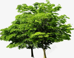绿色清新夏日大树素材