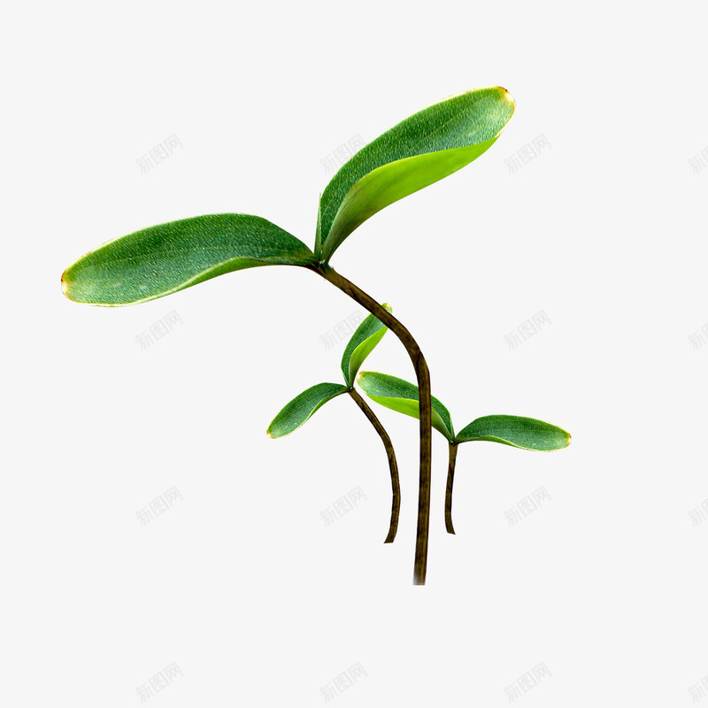 小草植物png免抠素材_88icon https://88icon.com 发芽 小草 小草生长过程图 绿色 草