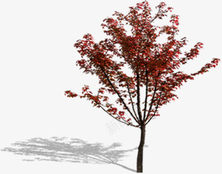 阳光下倒影植物红色大树png免抠素材_88icon https://88icon.com 倒影 大树 植物 红色 阳光
