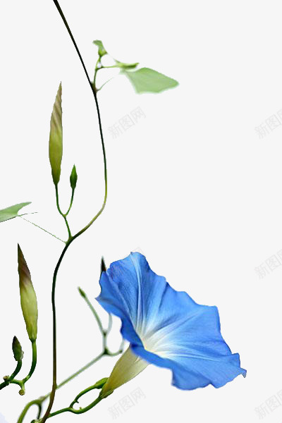蓝色牵牛花png免抠素材_88icon https://88icon.com 牵牛花 美丽 花朵 蓝色