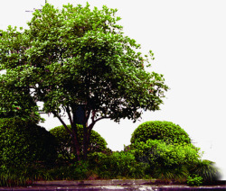 创意摄影绿色大树合成效果素材