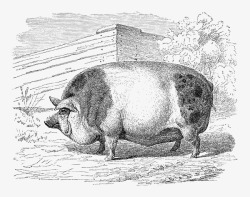 手绘线稿自然的猪素材