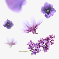 紫色盛开美丽花朵鲜艳素材