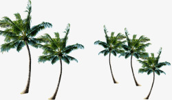 海岛椰子树素材