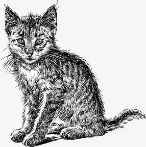 猫咪png免抠素材_88icon https://88icon.com 可爱 小猫 手绘动物 插画 素描