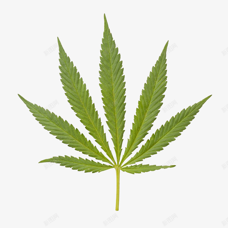 大麻特写png免抠素材_88icon https://88icon.com 医疗 大麻叶 大麻植物 大麻特写 实物 植物 纹路