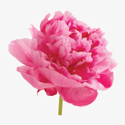 盛开的粉红色花朵简图素材