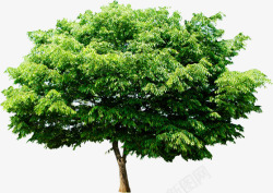 绿色清爽大树茂密景观植物素材