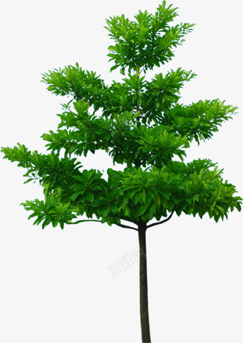 绿色大树环境渲染png免抠素材_88icon https://88icon.com 大树 渲染 环境 绿色