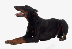 杜宾犬黑色杜宾犬高清图片
