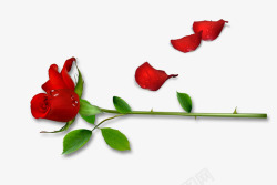 露珠叶子一枝红色玫瑰花高清图片