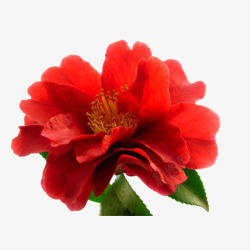 一朵盛开的红色山茶花素材
