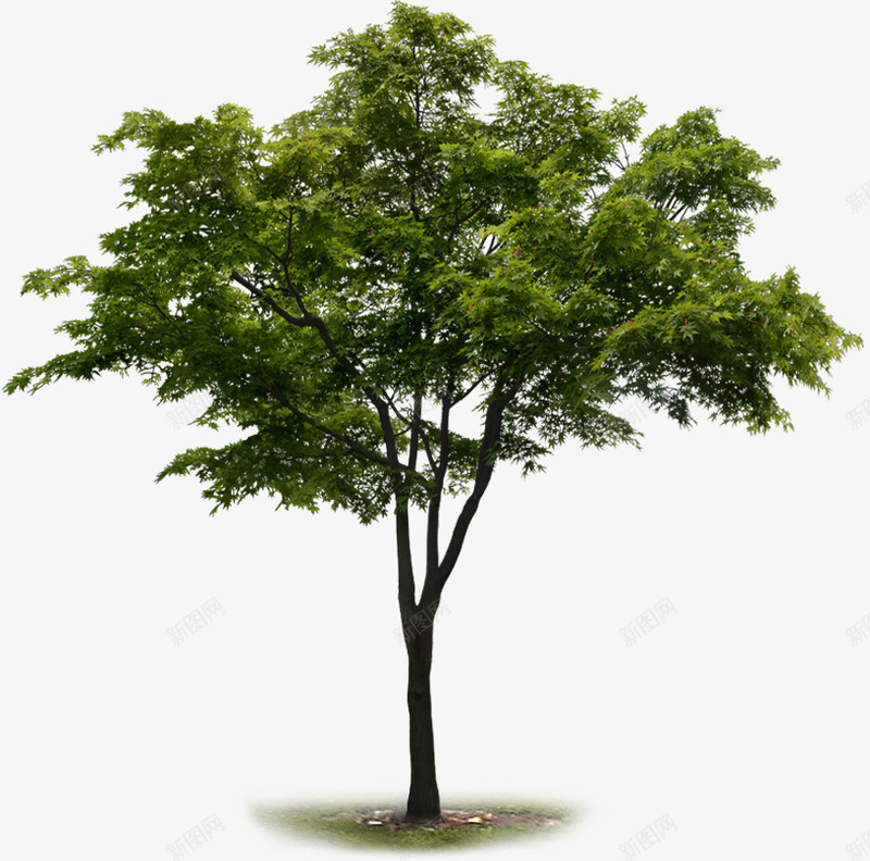 创意绿色大树环境植物png免抠素材_88icon https://88icon.com 创意 大树 植物 环境 素材 绿色