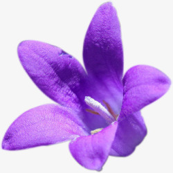 紫色美丽饱满花朵素材