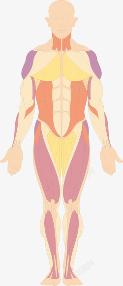 医疗科研肌肉分布结构高清图片
